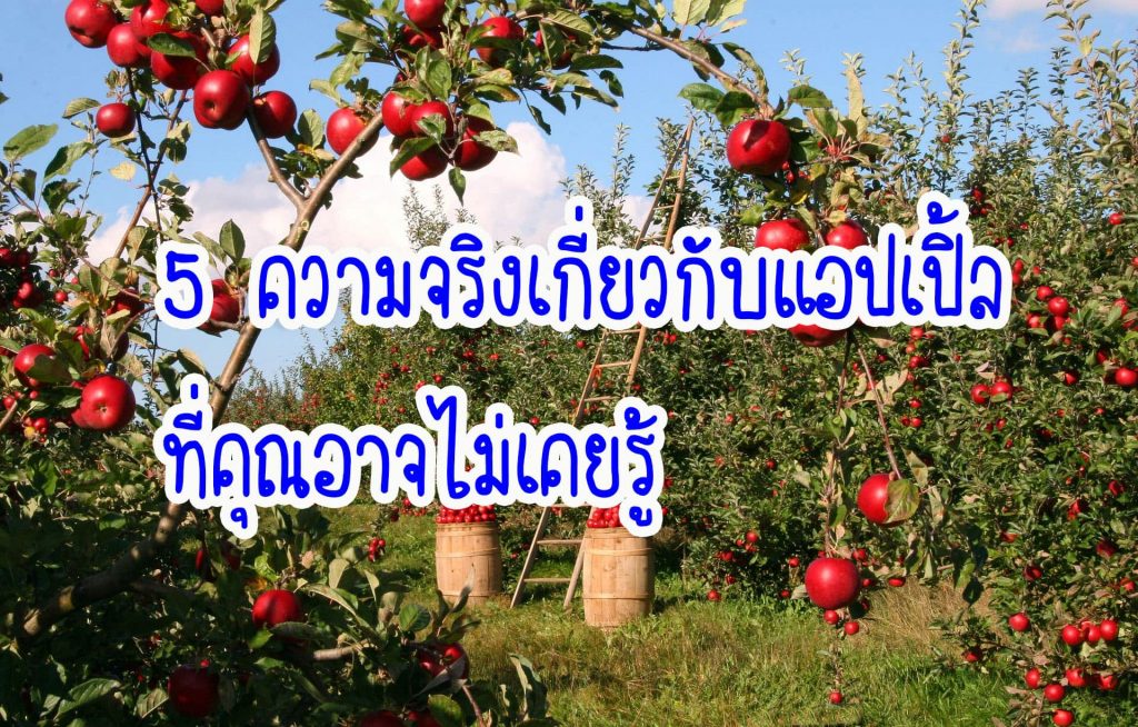 5 ความจริงเกี่ยวกับแอปเปิ้ลที่คุณอาจไม่เคยรู้